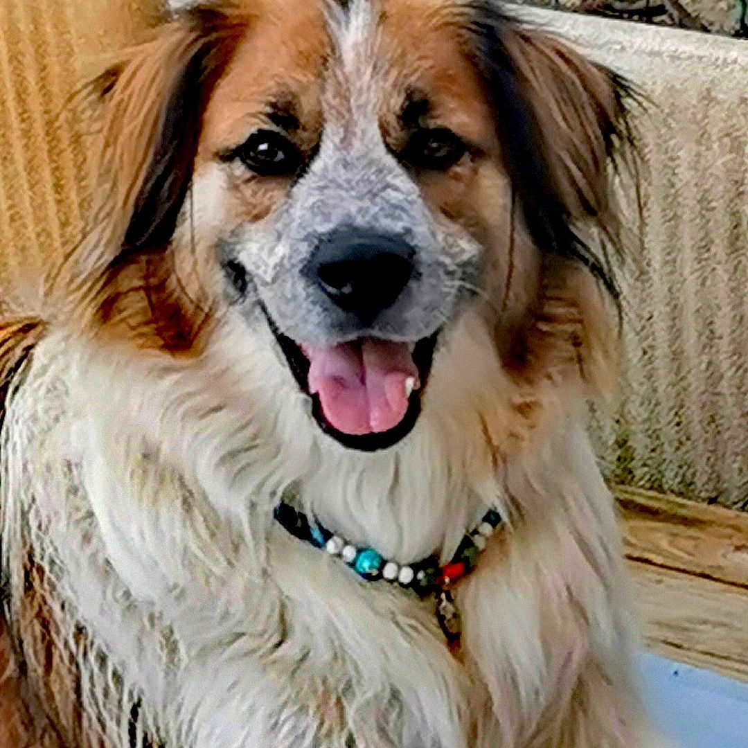 Sanka