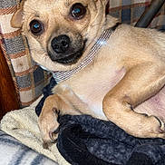 Zena is registered to the contest to win money with this photo: animal, blanket, close_up, collar, companion, cozy, cute, dog, domestic_animal, fabric, fur, indoor, lying_down, paw, pet, plaid, resting, small_dog, sparkly_collar, tan_dog