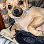 animal, blanket, close_up, collar, companion, cozy, cute, dog, domestic_animal, fabric, fur, indoor, lying_down, paw, pet, plaid, resting, small_dog, sparkly_collar, tan_dog