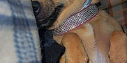 Zena is registered to the contest to win money with this photo: animal, blanket, closeup, collar, companion, couch, cozy, cute, dog, fur, home, indoor, paws, pet, plaid, puppy, relaxed, resting, sleepy, snuggle