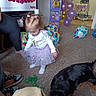 Charlotte joined the competition — help win amazing prizes! toddler, child, birthday_party, balloons, tutu, dog, carpet, indoor, decorations, purple, white_shirt, high_chair, banner, toys, floor, person, legs, feet, celebration, party