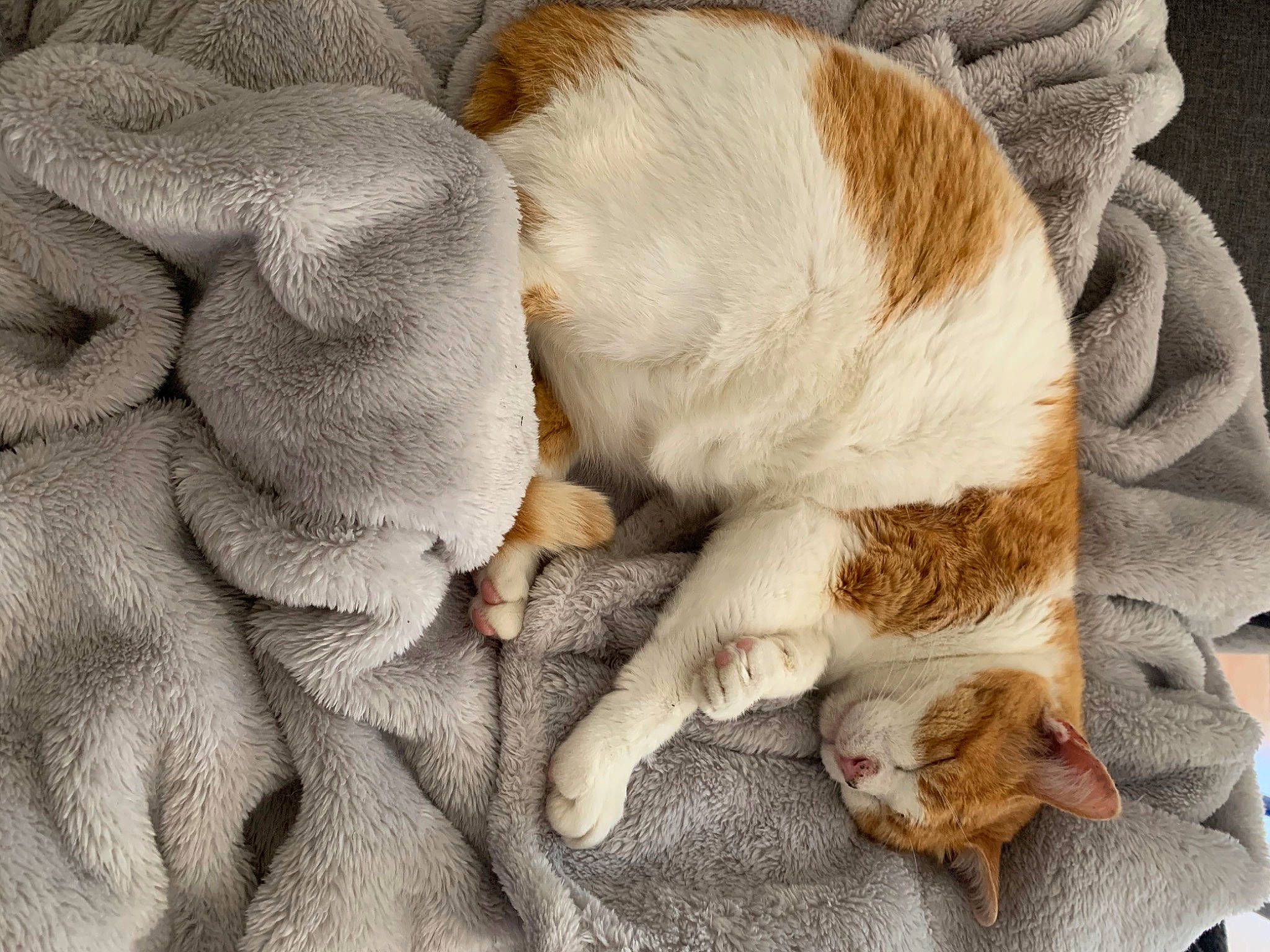 Mounette participe au concours pour gagner de l'argent avec cette photo : aegean_cat, carnivore, cat, claw, european_shorthair, fawn, felidae, fur, nap, paw, polydactyl_cat, puppy, puppy_love, sleep, small_to_medium_sized_cats, snout, tail, whiskers