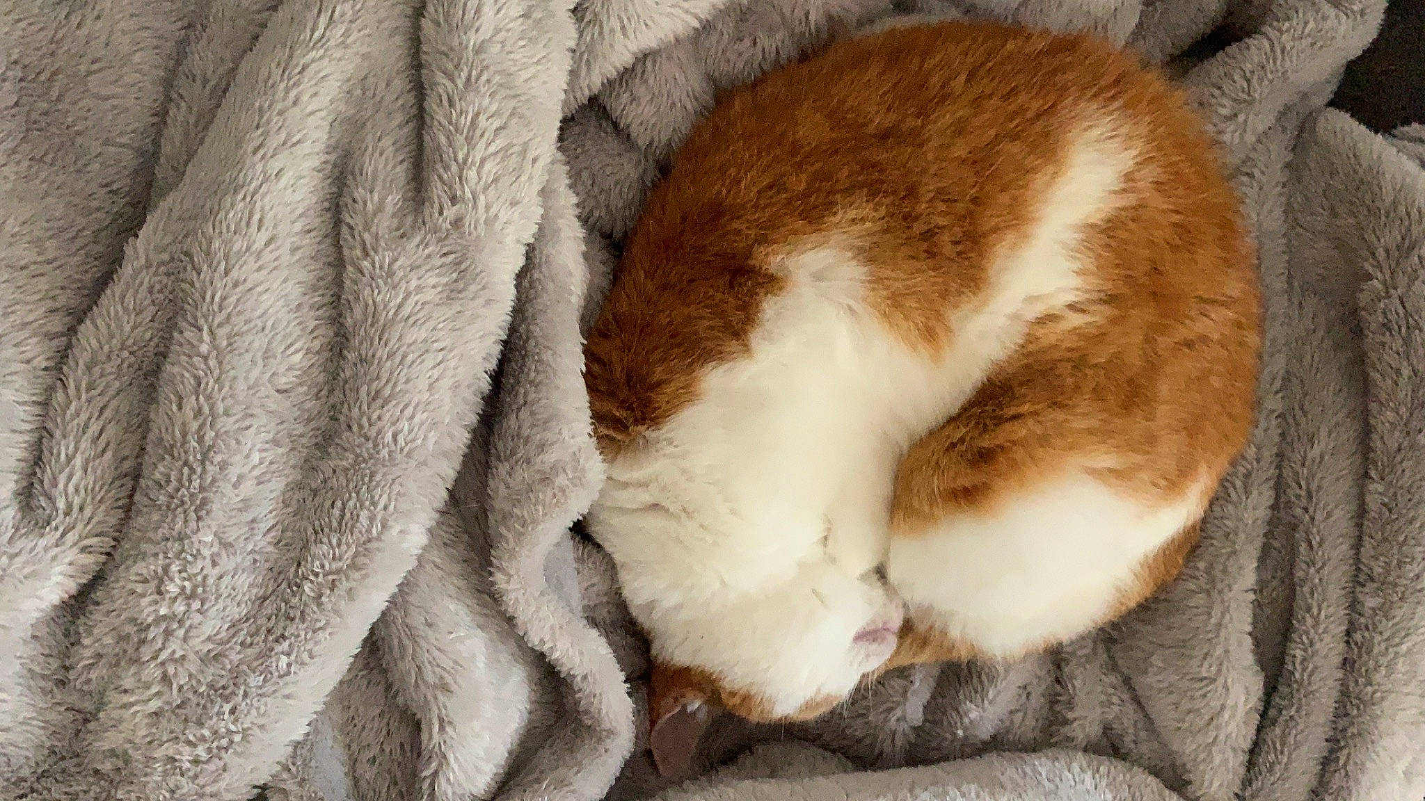 Mounette a rejoint le concours — aidez-le/la à gagner de superbes lots ! carnivore, cat, claw, fawn, felidae, fur, nap, paw, sleep, small_to_medium_sized_cats, tail, whiskers