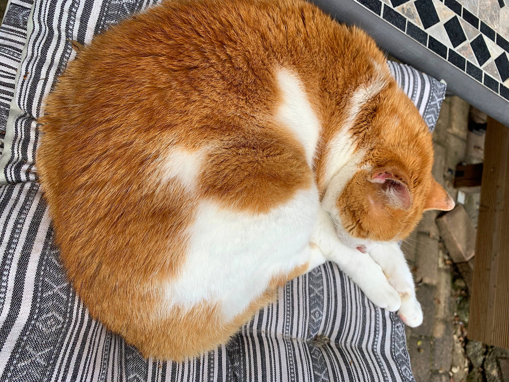 Mounette participe au concours pour gagner de l'argent avec cette photo : carnivore, cat, fawn, felidae, fur, mammal, small_to_medium_sized_cats, whiskers