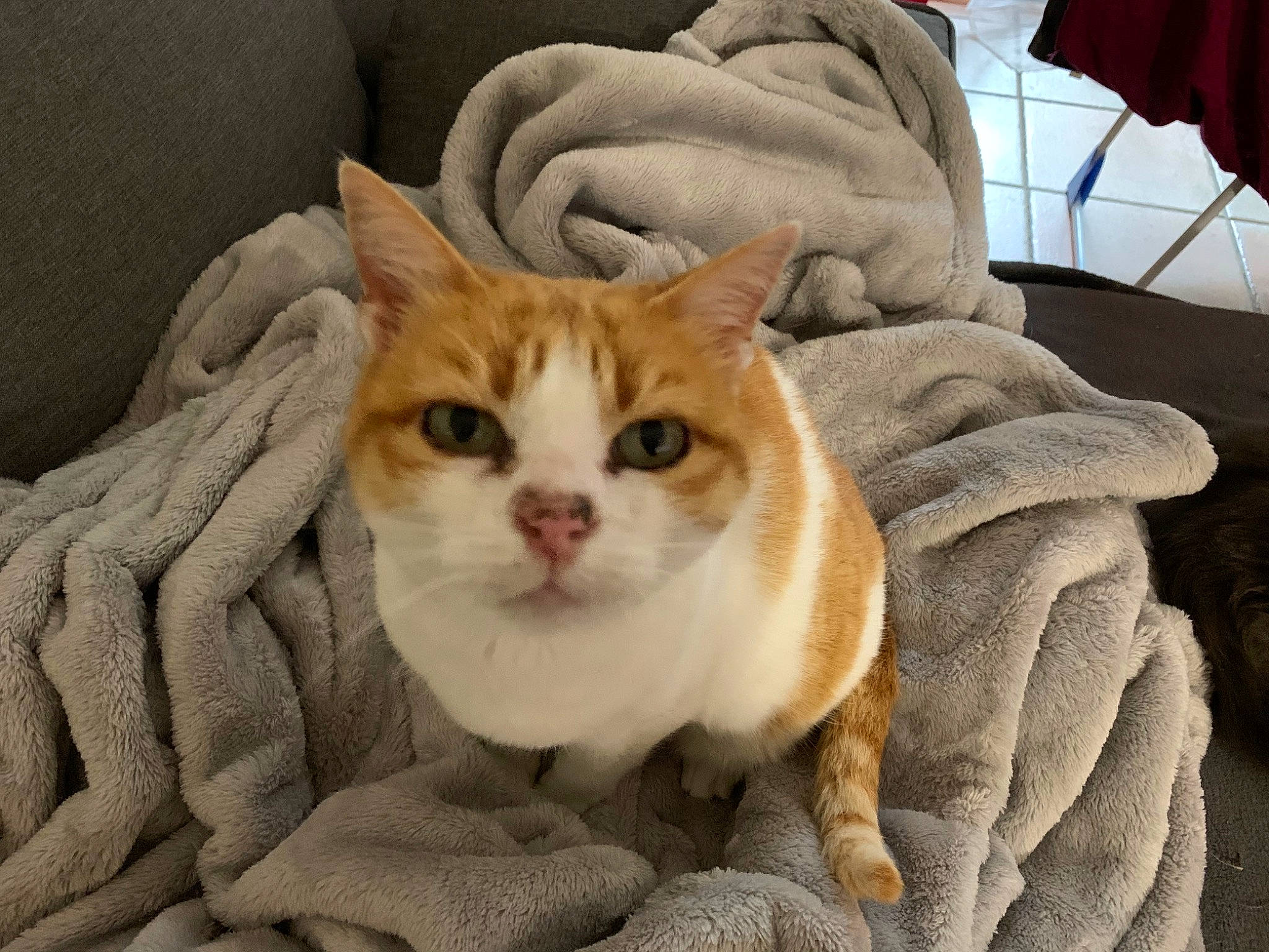 Mounette participe au concours pour gagner de l'argent avec cette photo : aegean_cat, american_wirehair, arabian_mau, asian, carnivore, cat, domestic_short_haired_cat, ear, european_shorthair, eye, fawn, felidae, fur, kitten, mammal, singapura, small_to_medium_sized_cats, snout, tabby_cat, whiskers