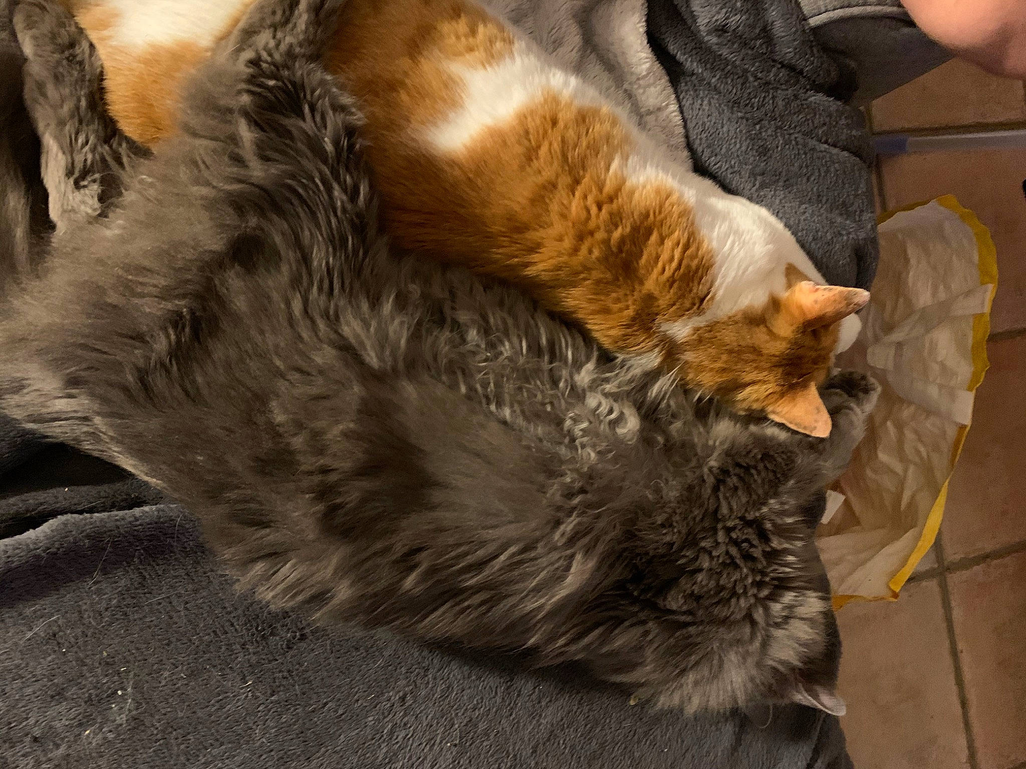 Gordon a rejoint le concours — aidez-le/la à gagner de superbes lots ! carnivore, cat, claw, domestic_long_haired_cat, domestic_short_haired_cat, ear, european_shorthair, felidae, fur, natural_material, paw, small_to_medium_sized_cats, snout, tabby_cat, tail, textile, whiskers, wood