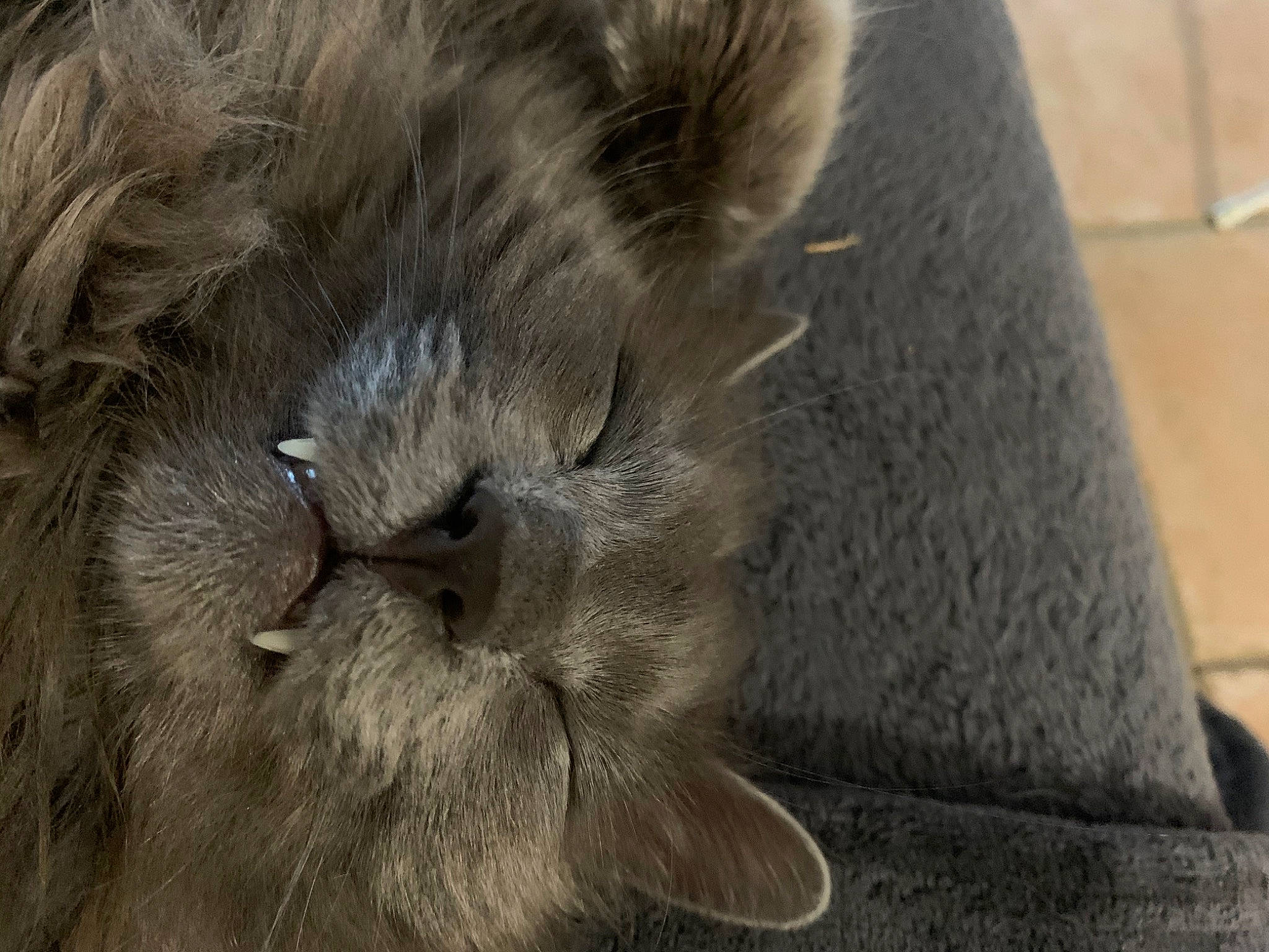Gordon participe au concours pour gagner de l'argent avec cette photo : carnivore, cat, close_up, domestic_long_haired_cat, ear, fawn, felidae, fur, nebelung, norwegian_forest_cat, persian, small_to_medium_sized_cats, snout, whiskers