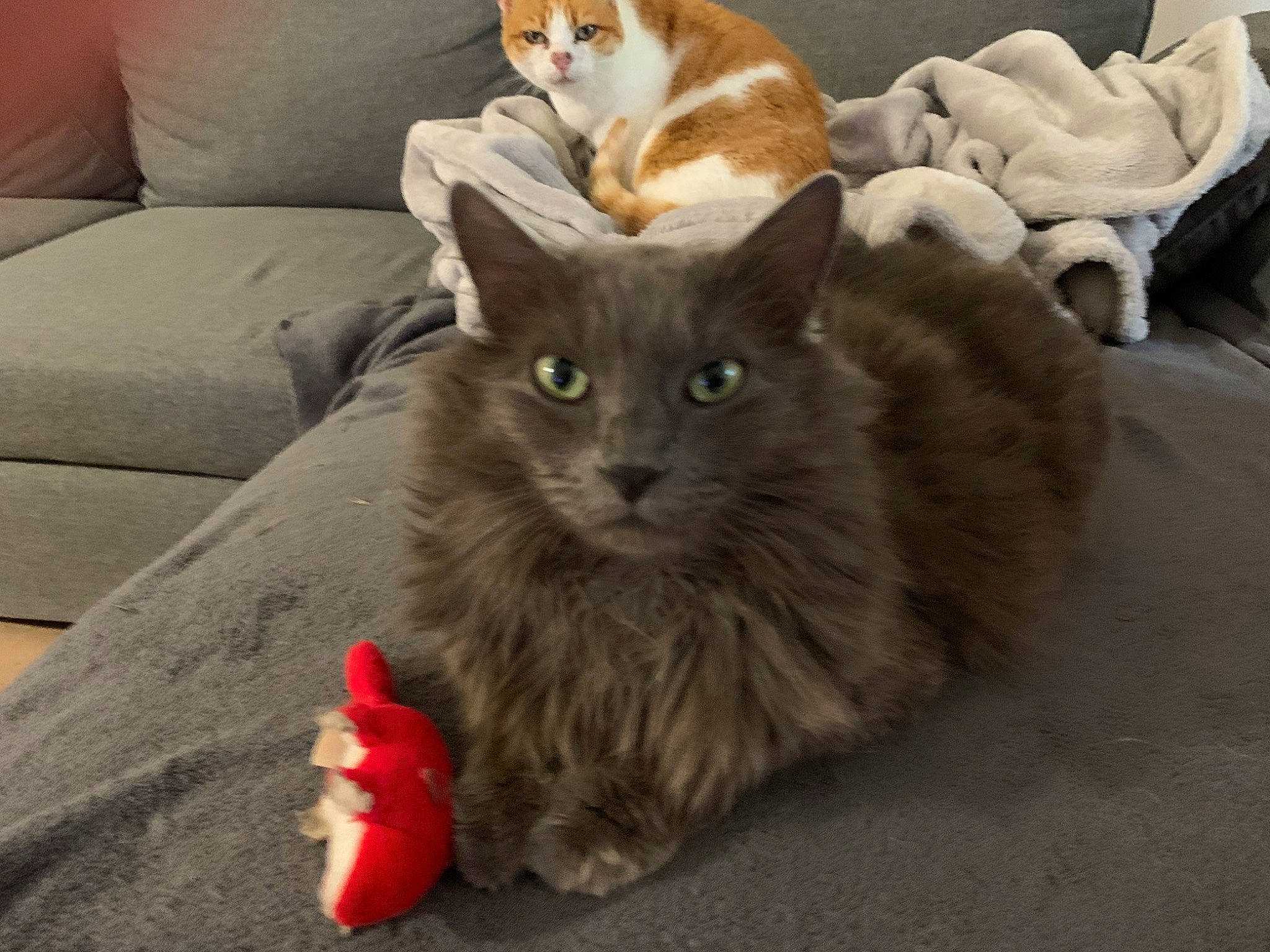 Gordon participe au concours pour gagner de l'argent avec cette photo : asian, carnivore, cat, cymric, domestic_long_haired_cat, domestic_short_haired_cat, european_shorthair, felidae, german_rex, kitten, maine_coon, mammal, norwegian_forest_cat, polydactyl_cat, ragamuffin, small_to_medium_sized_cats, tabby_cat, tail, vertebrate, whiskers