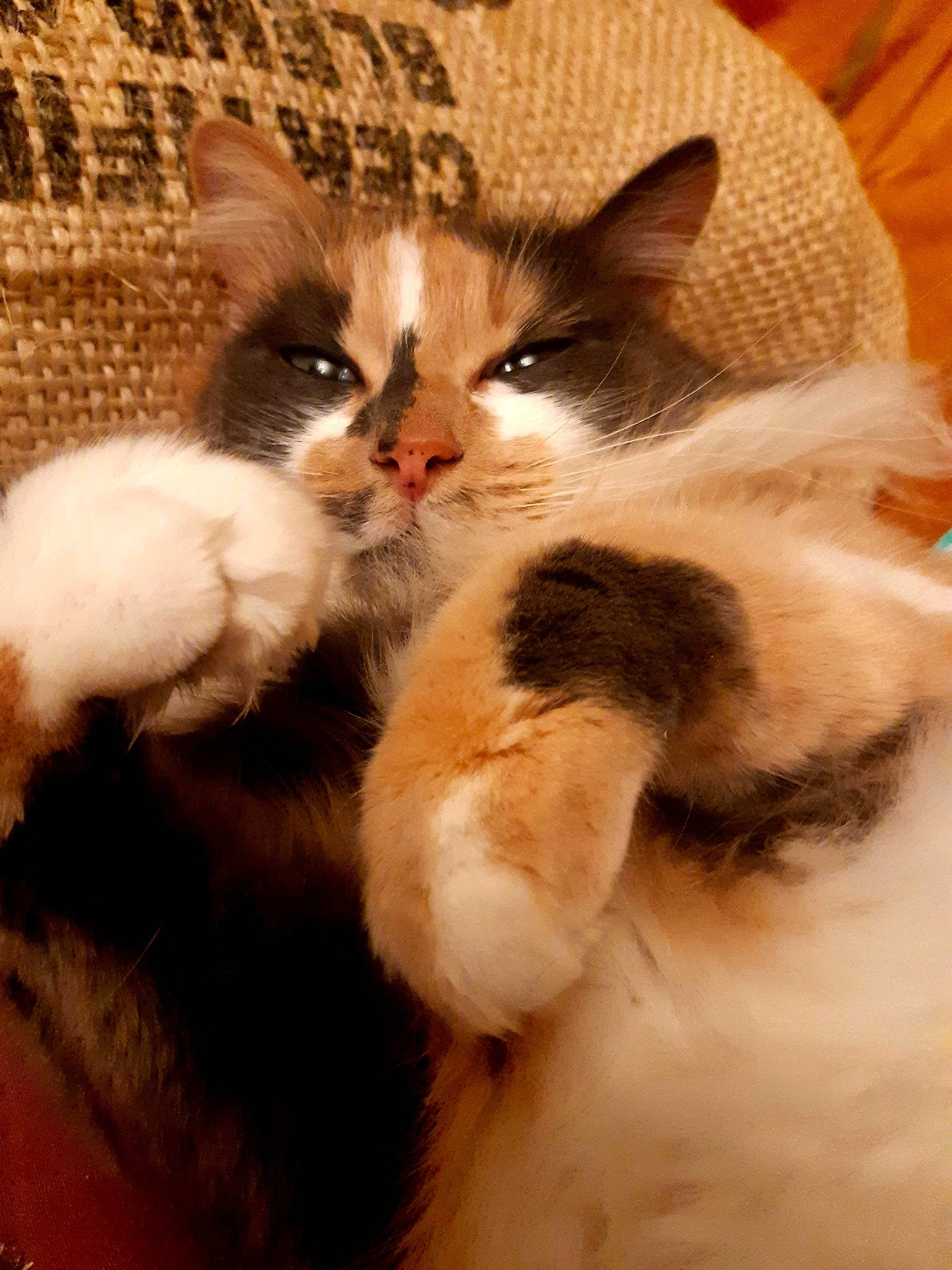 Graffiti a rejoint le concours — aidez-le/la à gagner de superbes lots ! carnivore, cat, claw, comfort, domestic_short_haired_cat, fawn, felidae, fur, paw, small_to_medium_sized_cats, snout, tail, whiskers