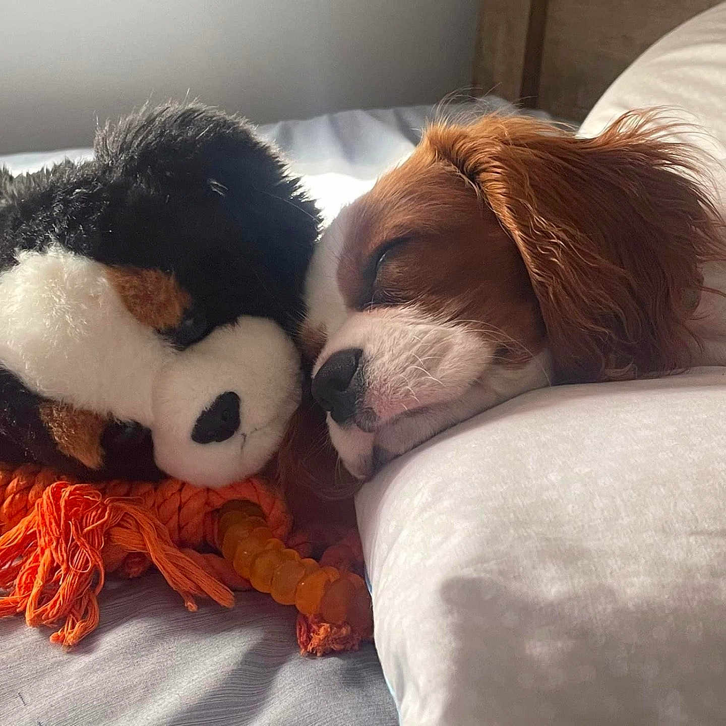 Ruby joined the competition — help win amazing prizes! animal, bed, bedroom, blanket, canine, cat, cushion, dog, dogbed, furniture, homedecor, indoors, kitten, person, pet, pillow, puppy, room, sleeping, toy