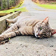 Aspen joined the competition — help win amazing prizes! cat, tabby_cat, animal, outdoor, concrete, path, wooded_area, trees, grass, nature, relaxed, lying_down, curious, daylight, road, scenery, pet, feline, resting, close_up