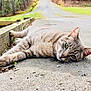 cat, tabby_cat, animal, outdoor, concrete, path, wooded_area, trees, grass, nature, relaxed, lying_down, curious, daylight, road, scenery, pet, feline, resting, close_up