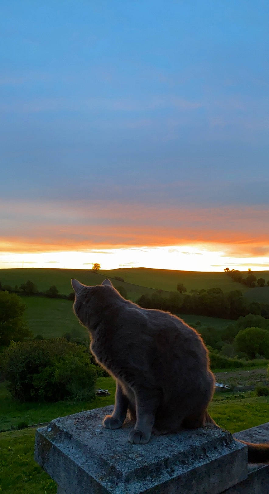 Mougli participe au concours pour gagner de l'argent avec cette photo : atmosphere, calm, carnivore, cat, cloud, dusk, fawn, felidae, grass, landscape, natural_landscape, plant, sky, small_to_medium_sized_cats, snout, sunlight, sunset, tail, tints_and_shades, whiskers