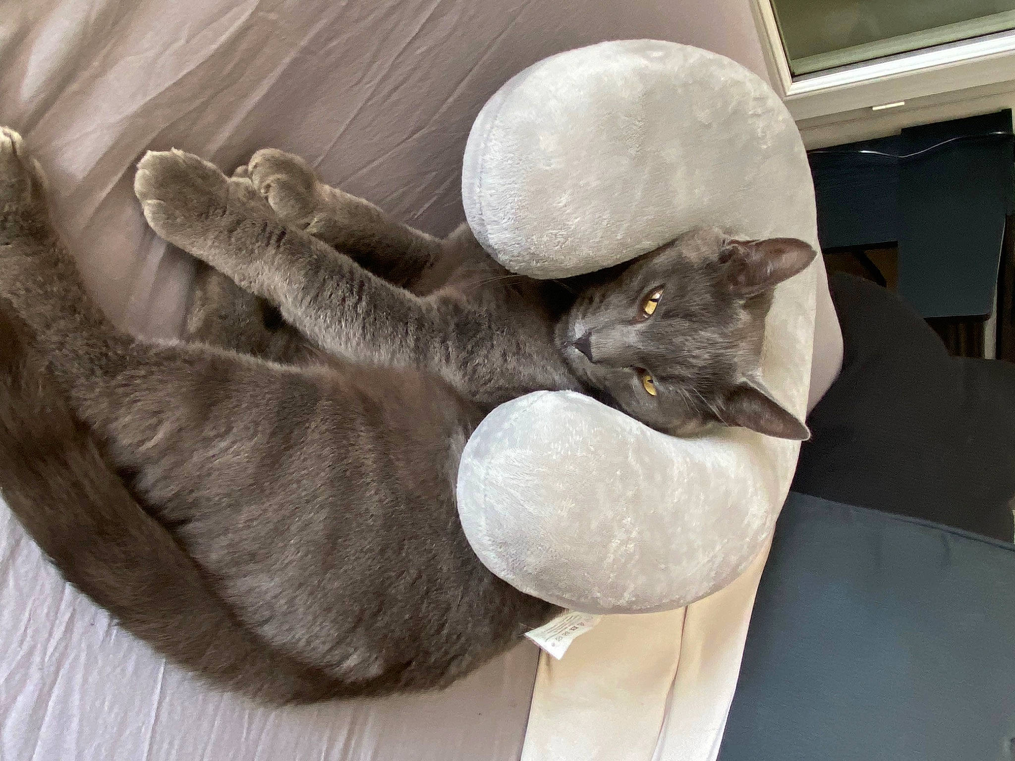 Mougli a rejoint le concours — aidez-le/la à gagner de superbes lots ! carnivore, cat, cat_bed, comfort, domestic_short_haired_cat, ear, fawn, felidae, fur, grey, nap, russian_blue, small_to_medium_sized_cats, tail, whiskers