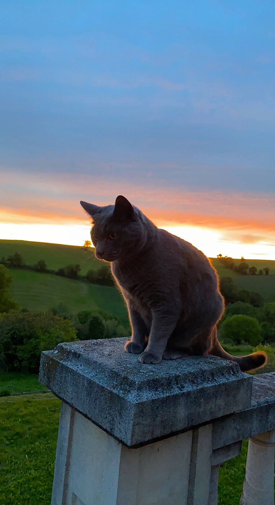 Mougli a rejoint le concours — aidez-le/la à gagner de superbes lots ! art, carnivore, cat, cloud, eye, fawn, felidae, grass, grey, landscape, morning, plant, sky, small_to_medium_sized_cats, snout, tail, tints_and_shades, tree, whiskers, wood