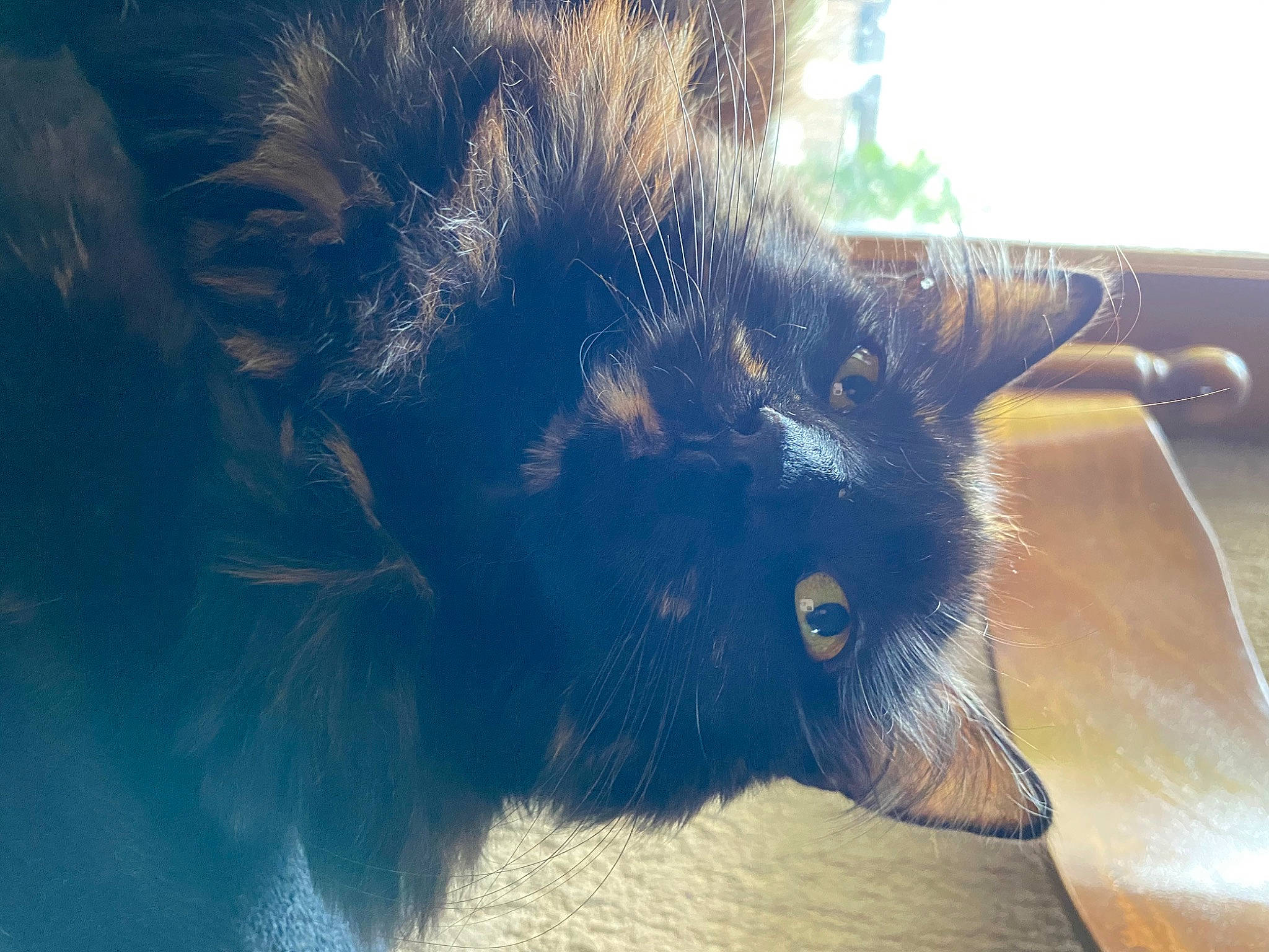 Peter participe au concours pour gagner de l'argent avec cette photo : black_cat, carnivore, cat, claw, cloud, domestic_short_haired_cat, electric_blue, felidae, foot, fur, grass, paw, small_to_medium_sized_cats, snout, tail, terrestrial_animal, whiskers, wildlife, window