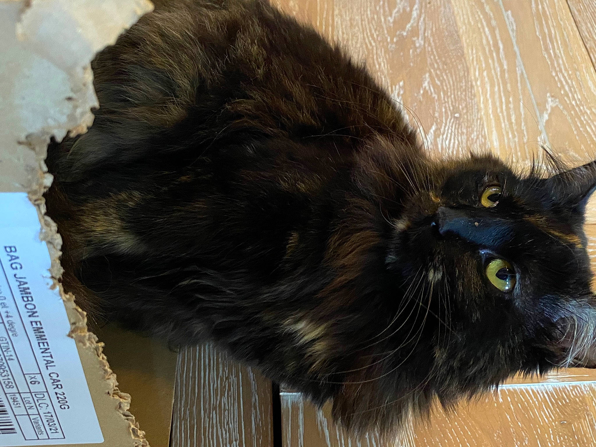 Peter a rejoint le concours — aidez-le/la à gagner de superbes lots ! black_cat, bombay, carnivore, cat, claw, domestic_short_haired_cat, felidae, fur, paw, small_to_medium_sized_cats, snout, tail, terrestrial_animal, whiskers, working_animal