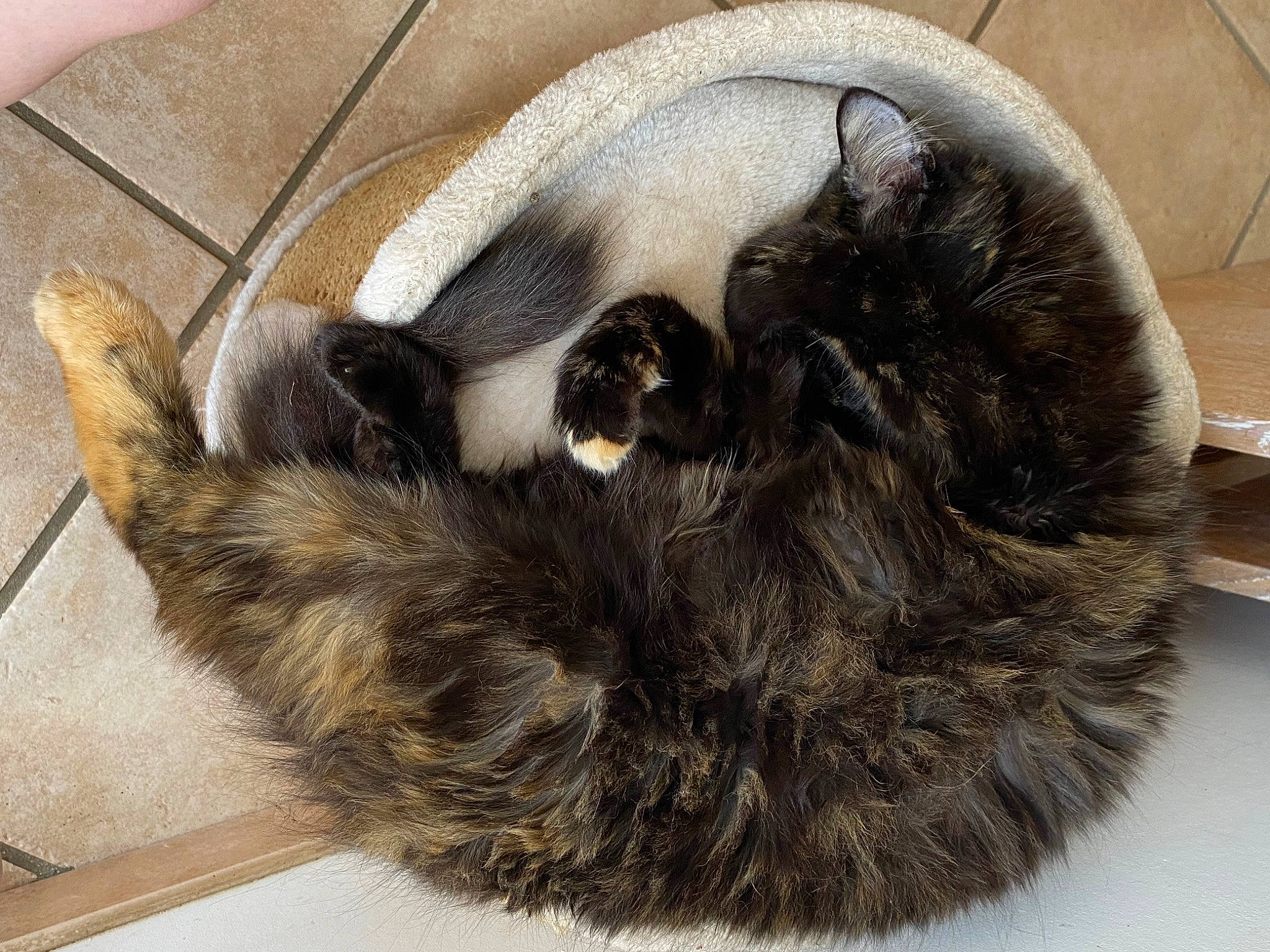 Peter participe au concours pour gagner de l'argent avec cette photo : carnivore, cat, cat_bed, cat_supply, claw, comfort, dog_breed, fawn, felidae, fur, nap, paw, small_to_medium_sized_cats, snout, tail, terrestrial_animal, whiskers