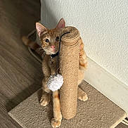 Boots is registered to the contest to win money with this photo: cat, orange_tabby, scratching_post, toy, pom_pom, indoor, wooden_floor, carpet, pet, feline, curious, playful, paw, whiskers, ears, collar, wall, looking, animal, cute