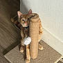 cat, orange_tabby, scratching_post, toy, pom_pom, indoor, wooden_floor, carpet, pet, feline, curious, playful, paw, whiskers, ears, collar, wall, looking, animal, cute