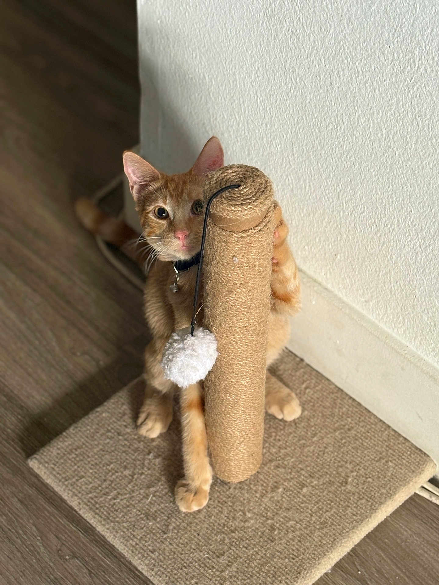 Boots is registered to the contest to win money with this photo: cat, orange_tabby, scratching_post, toy, pom_pom, indoor, wooden_floor, carpet, pet, feline, curious, playful, paw, whiskers, ears, collar, wall, looking, animal, cute