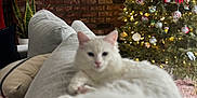 Marie is registered to the contest to win money with this photo: cat, white_cat, sofa, living_room, christmas_tree, ornaments, lights, decorations, brick_wall, window, plant, cushion, indoor, cozy, holiday, furniture, pet, fluffy, relaxed, blurred