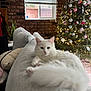 cat, white_cat, sofa, living_room, christmas_tree, ornaments, lights, decorations, brick_wall, window, plant, cushion, indoor, cozy, holiday, furniture, pet, fluffy, relaxed, blurred