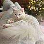 Marie joined the competition — help win amazing prizes! cat, white_cat, fluffy, relaxed, cozy, blanket, knitted, indoor, bokeh, lights, holiday, blurred_background, pet, cute, feline, resting, soft_focus, tail, pink_nose, ears