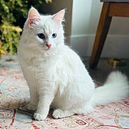 Marie is registered to the contest to win money with this photo: cat, white_cat, blue_eyes, fluffy_fur, sitting, indoor, rug, patterned_rug, furniture, chair_leg, natural_light, blurred_background, pet, animal, cute, domestic_cat, whiskers, tail, pink_nose, ears