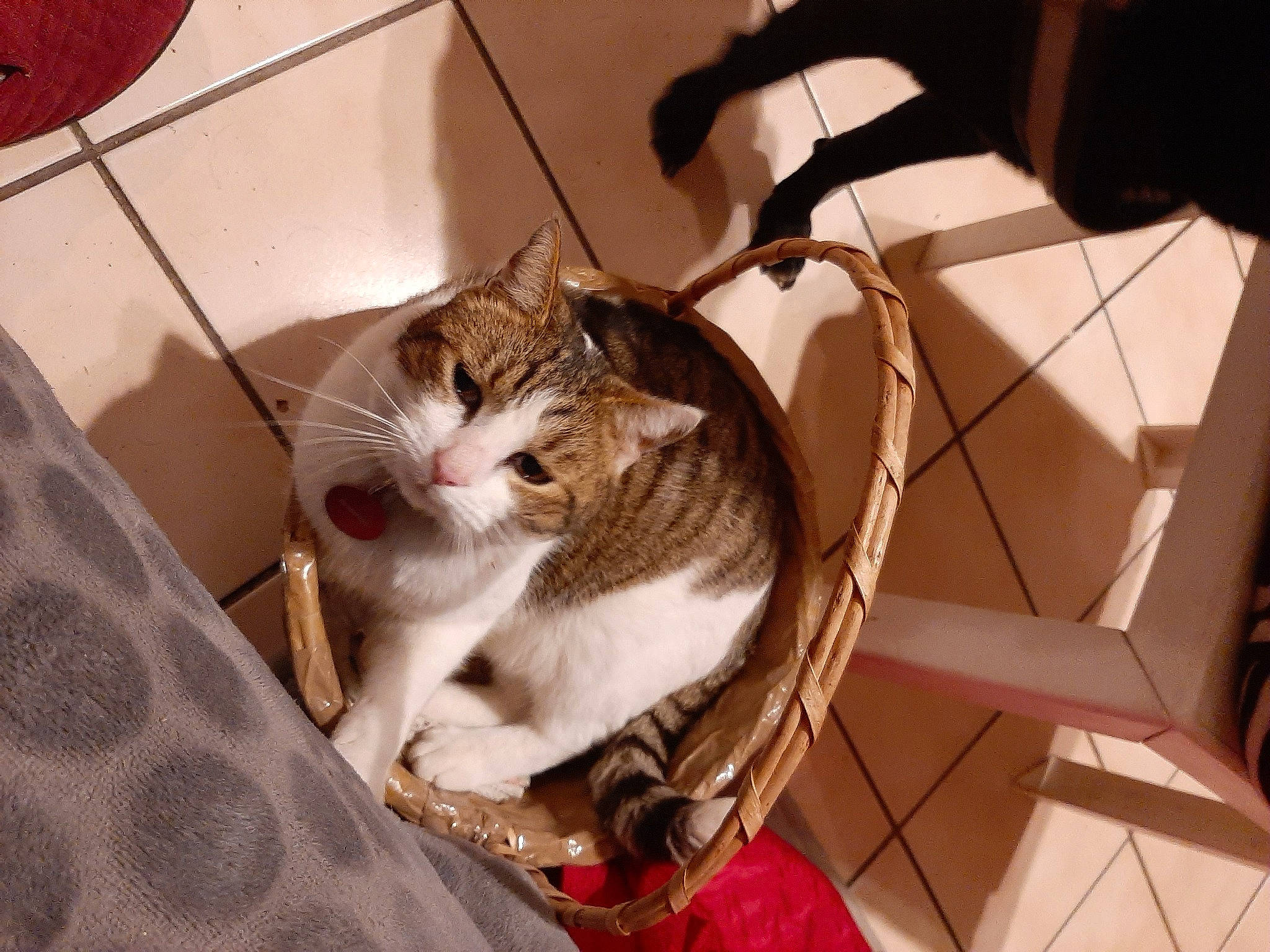 Nessy a rejoint le concours — aidez-le/la à gagner de superbes lots ! cardboard, carnivore, cat, comfort, domestic_short_haired_cat, fawn, felidae, fur, paw, pet_supply, plant, room, small_to_medium_sized_cats, tail, tree, whiskers, wood