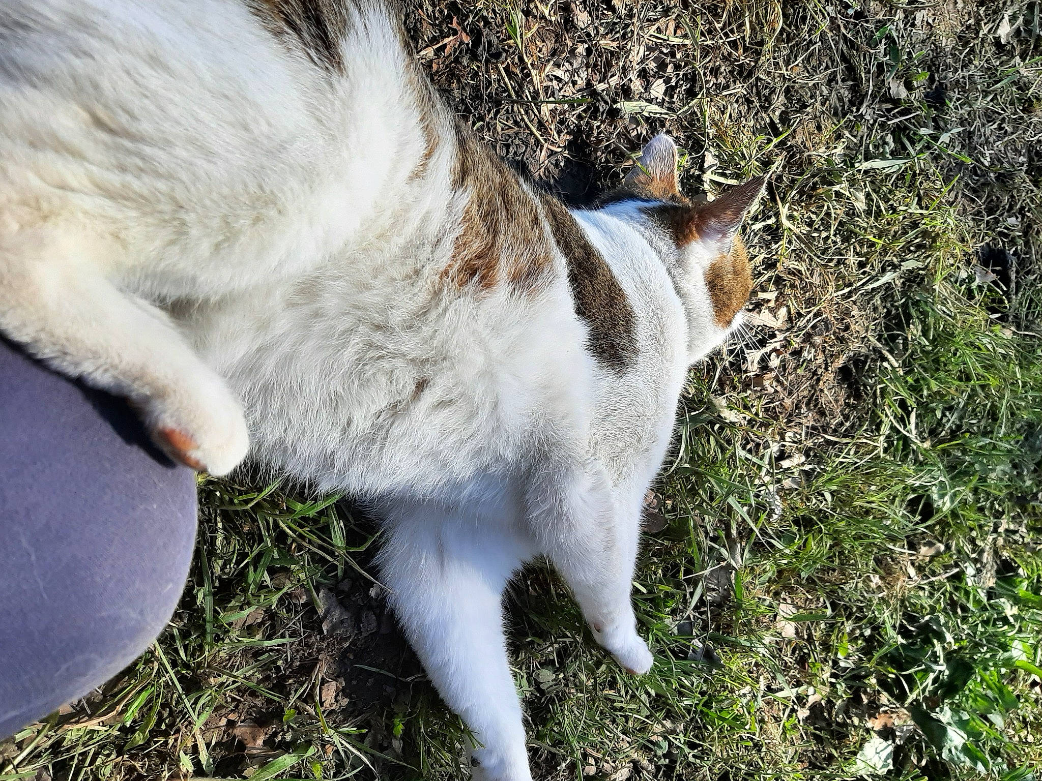 Nessy participe au concours pour gagner de l'argent avec cette photo : canidae, carnivore, cat, dog_breed, domestic_short_haired_cat, fawn, felidae, fur, goats, grass, livestock, plant, small_to_medium_sized_cats, snout, sporting_group, tail, terrestrial_animal, tree, whiskers, wildlife