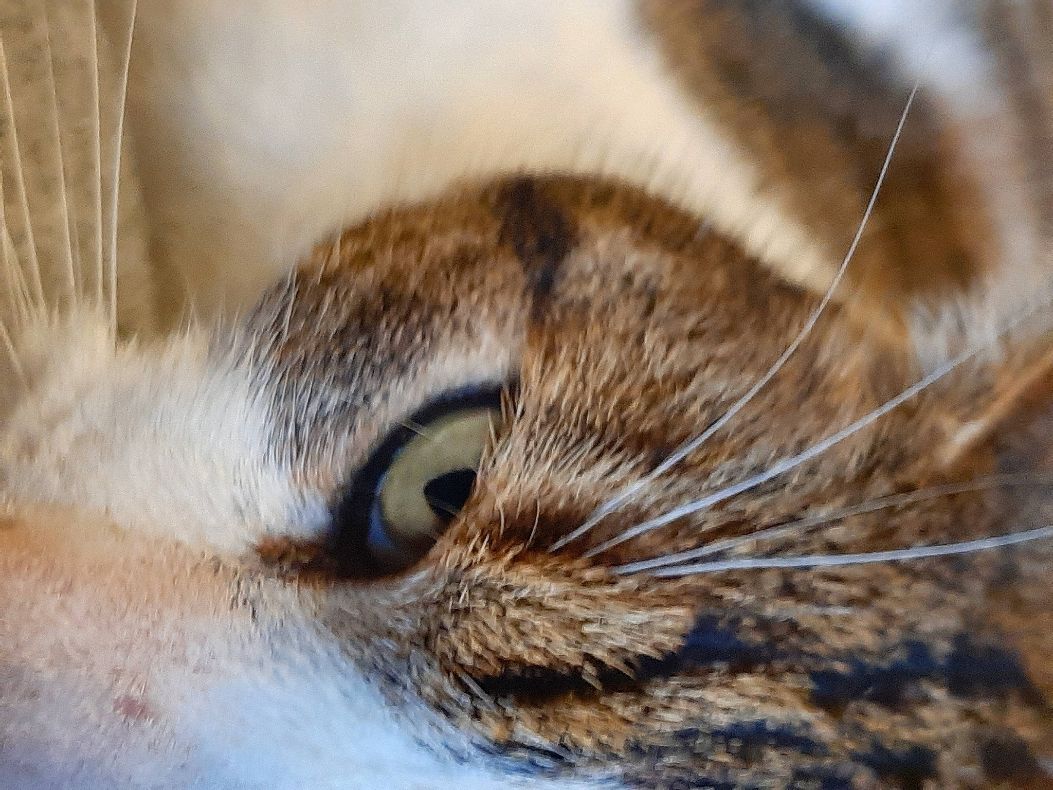 Nessy a rejoint le concours — aidez-le/la à gagner de superbes lots ! carnivore, close_up, eyelash, fawn, felidae, fur, grass, macro_photography, photography, plant, rodent, small_to_medium_sized_cats, snout, terrestrial_animal, tree, whiskers, wildlife, wood