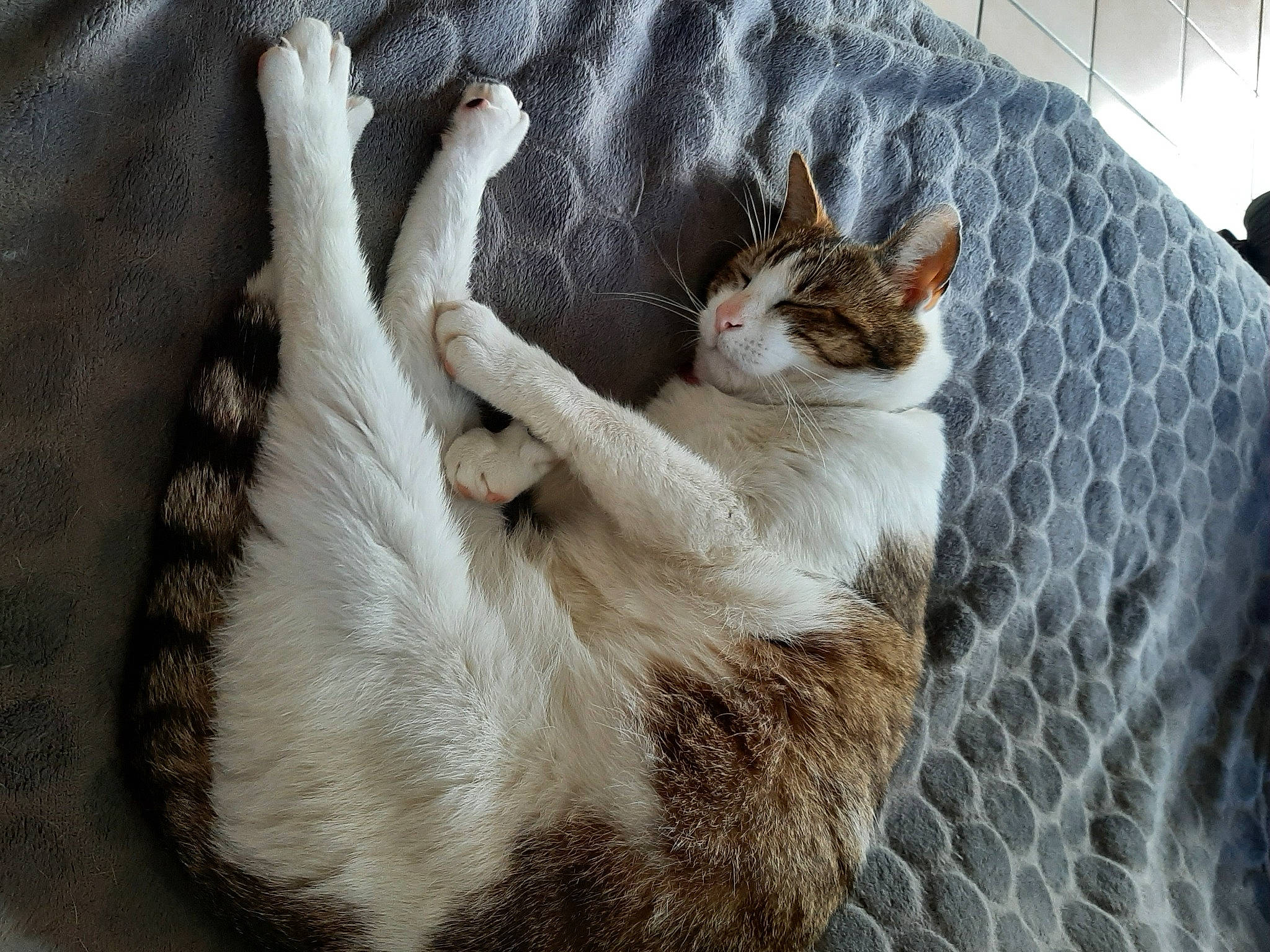 Nessy a rejoint le concours — aidez-le/la à gagner de superbes lots ! animal_shelter, carnivore, cat, cat_furniture, cat_supply, claw, comfort, domestic_short_haired_cat, fawn, felidae, fur, mesh, nap, paw, pet_supply, small_to_medium_sized_cats, snout, tail, whiskers, wood