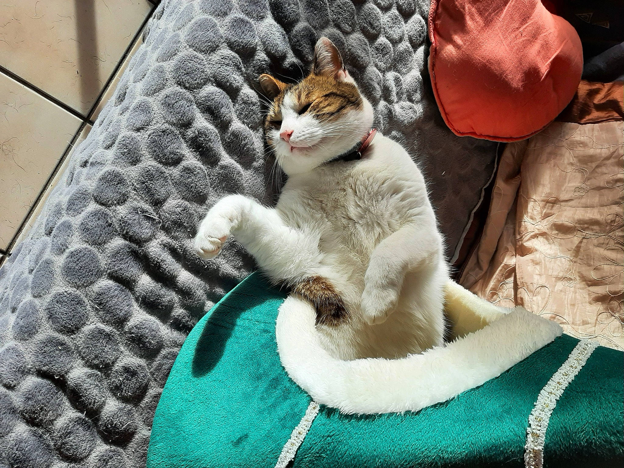 Nessy participe au concours pour gagner de l'argent avec cette photo : carnivore, cat, claw, comfort, domestic_short_haired_cat, fawn, felidae, flooring, fur, linens, metal, pattern, paw, sitting, small_to_medium_sized_cats, snout, tail, textile, vertebrate, whiskers