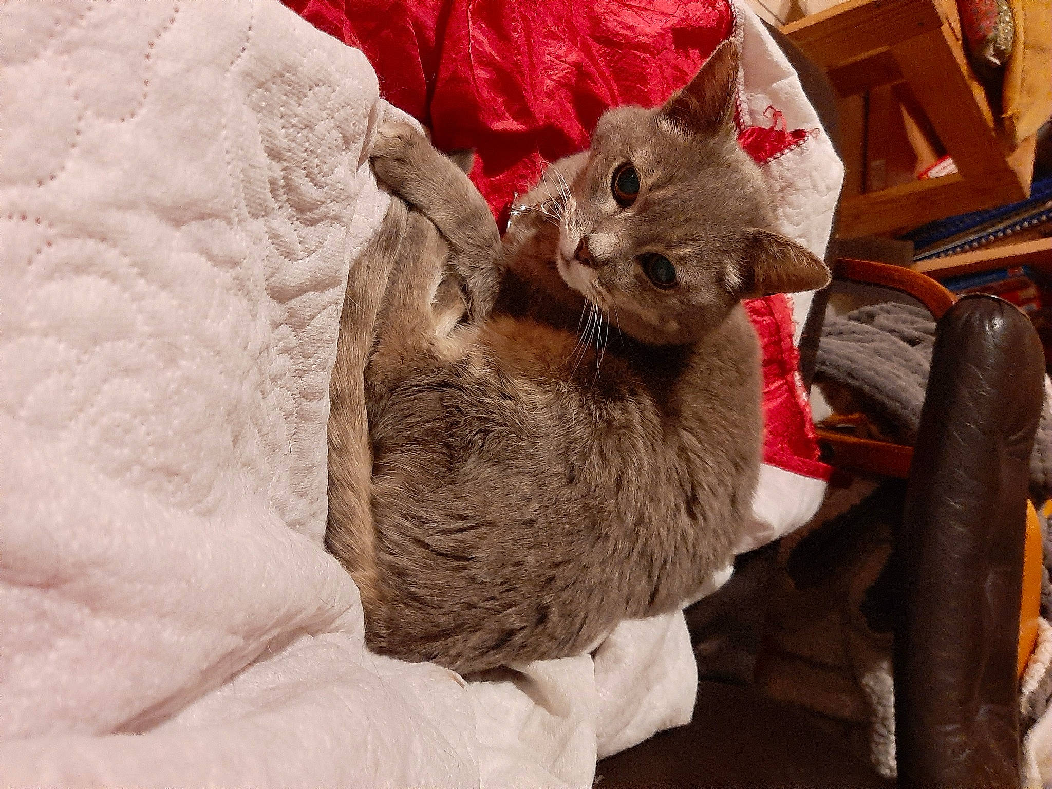 Violette participe au concours pour gagner de l'argent avec cette photo : carnivore, cat, cat_bed, cat_supply, chair, claw, comfort, domestic_short_haired_cat, fawn, felidae, fur, hat, linens, paw, small_to_medium_sized_cats, tail, whiskers, wood