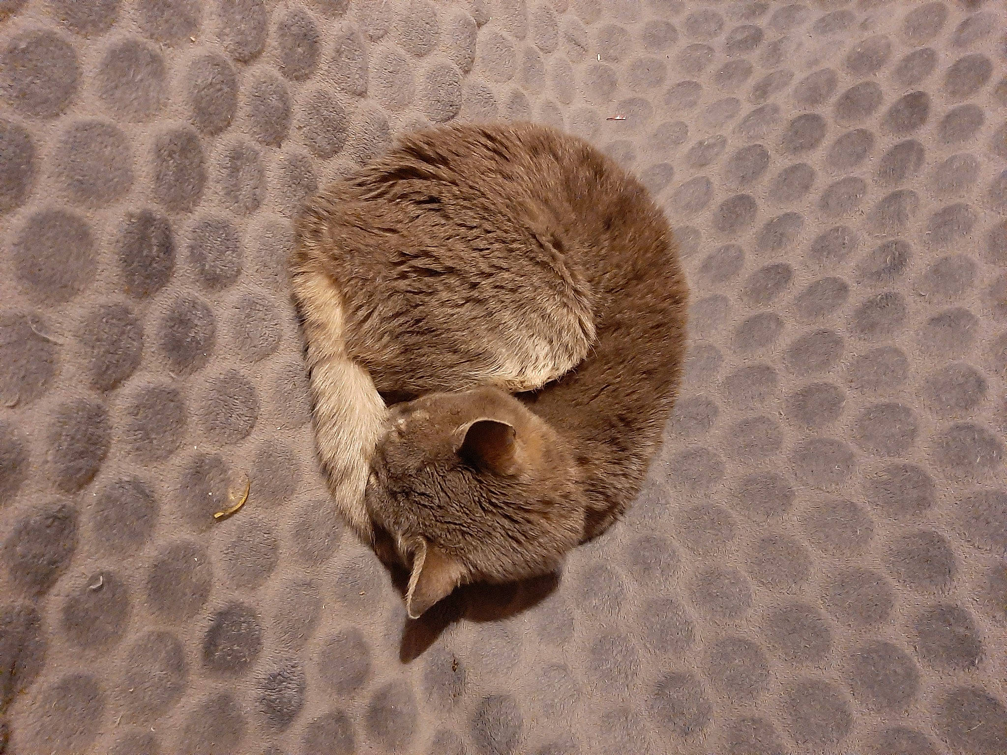 Violette participe au concours pour gagner de l'argent avec cette photo : fawn, fur, mongoose, pattern, plant, snout, tail, terrestrial_animal, wildlife, wood