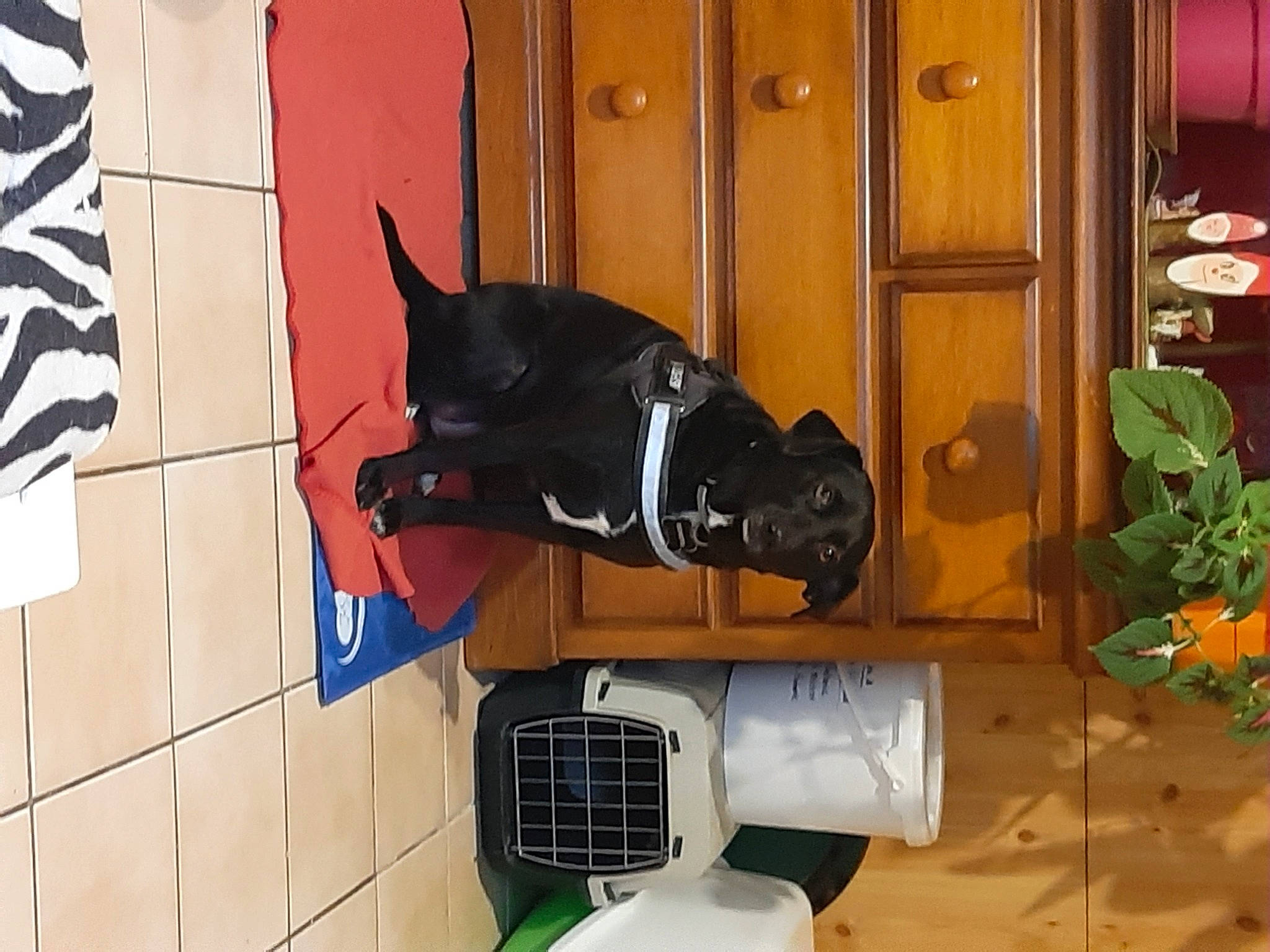 Bichette participe au concours pour gagner de l'argent avec cette photo : cabinetry, carmine, carnivore, door, flooring, houseplant, personal_protective_equipment, plant, room, walking_shoe, wood