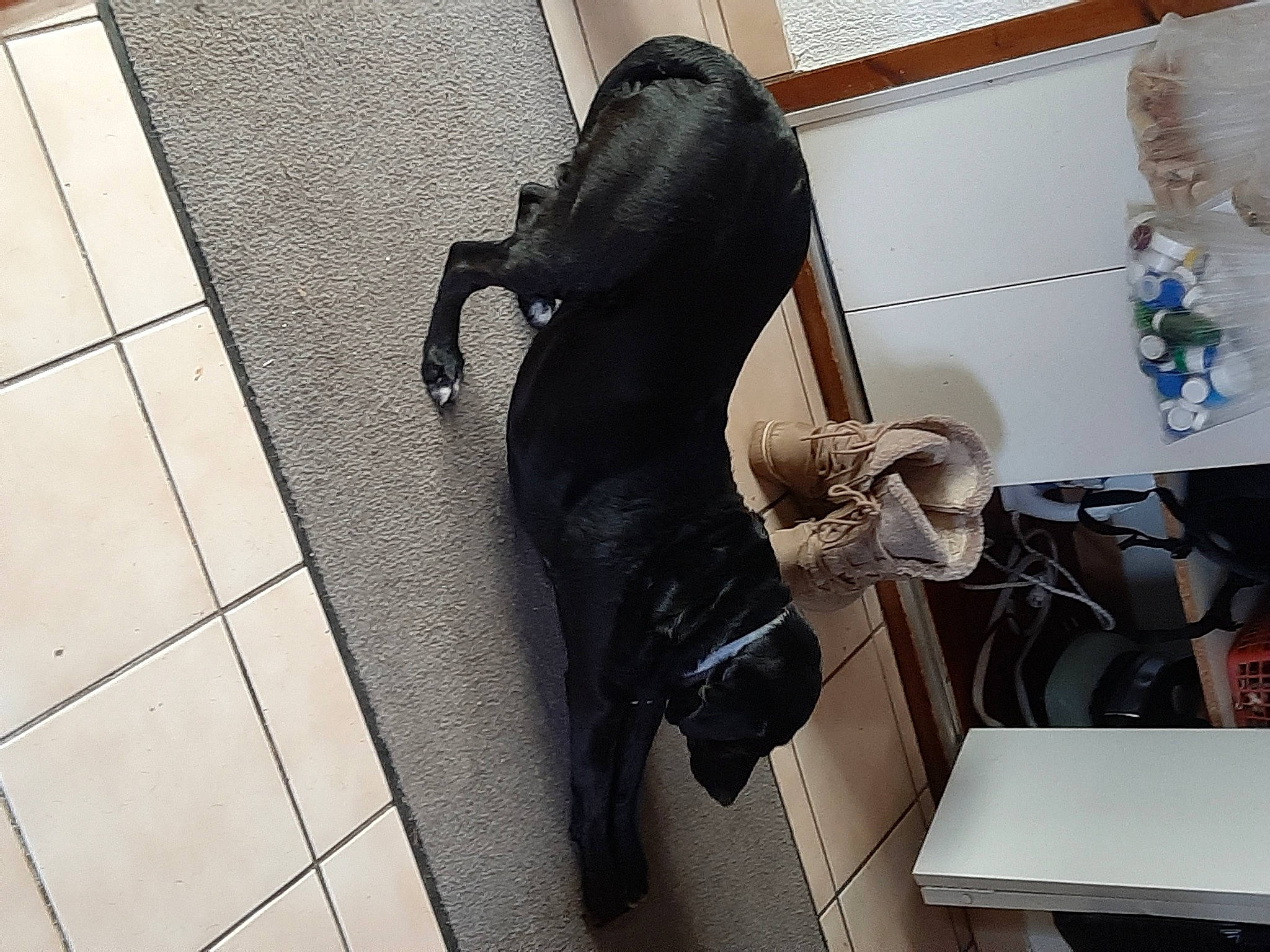 Bichette a rejoint le concours — aidez-le/la à gagner de superbes lots ! audio_equipment, bag, bicycle_saddle, corded_phone, fashion_accessory, flooring, foot, fur, high_heels, human_leg, leather, luggage_and_bags, metal, office_equipment, office_supplies, personal_protective_equipment, sandal, tail, telephone, thigh