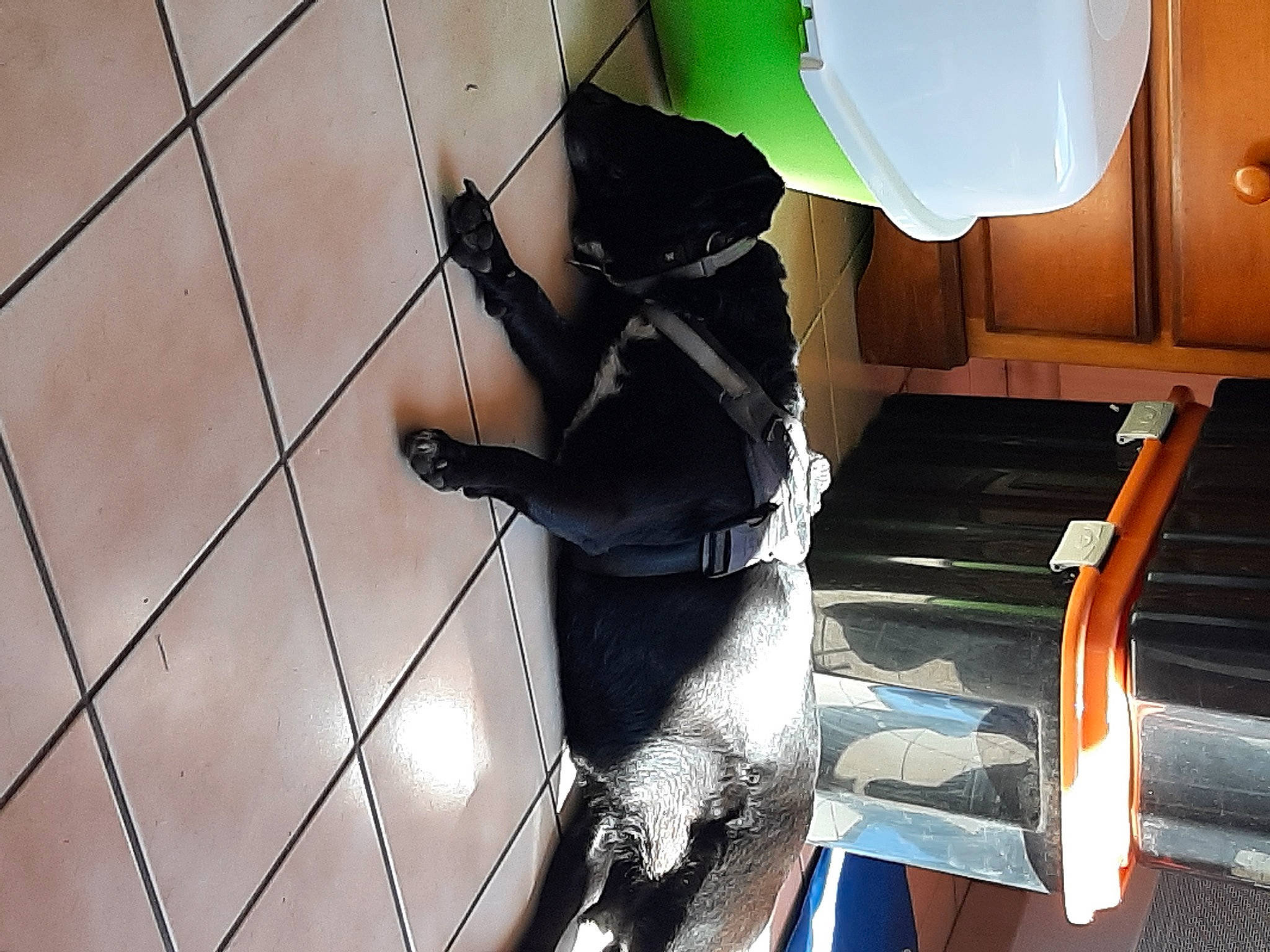 Bichette participe au concours pour gagner de l'argent avec cette photo : flooring, fur, human_leg, machine, mesh, metal, pattern, personal_protective_equipment, shadow, tail, thigh, wood