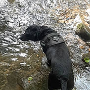 Bichette participe au concours pour gagner de l'argent avec cette photo : dog, black_dog, water, stream, rock, moss, outdoor, nature, animal, harness, river, leaf, curious, pet, canine, wildlife, forest, flowing_water, daylight, standing