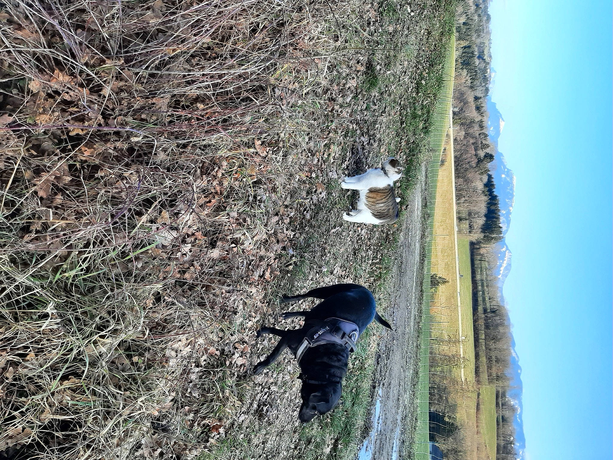 Bichette a rejoint le concours — aidez-le/la à gagner de superbes lots ! branch, grass, groundcover, landscape, plant, recreation, rock, shadow, shrub, sky, slope, soil, tree, trunk, twig, vegetation, winter, wood, woody_plant