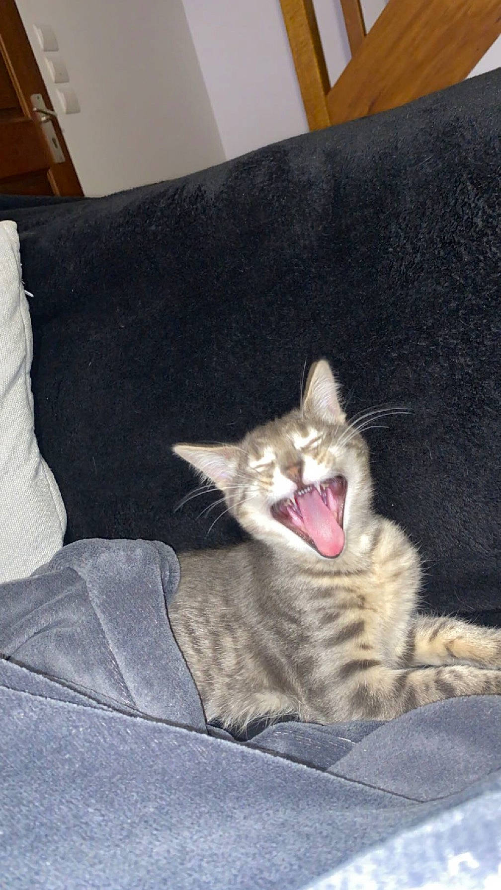 Simba participe au concours pour gagner de l'argent avec cette photo : carnivore, cat, claw, comfort, couch, domestic_short_haired_cat, fang, felidae, fur, grey, jaw, paw, small_to_medium_sized_cats, smile, snout, tail, whiskers, yawn