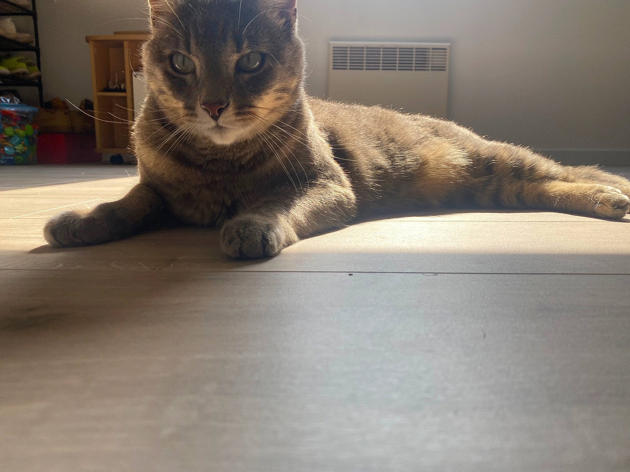 Simba a rejoint le concours — aidez-le/la à gagner de superbes lots ! carnivore, cat, comfort, domestic_short_haired_cat, fawn, felidae, flooring, fur, grey, hardwood, mammal, paw, small_to_medium_sized_cats, snout, tail, terrestrial_animal, vertebrate, whiskers, window, wood