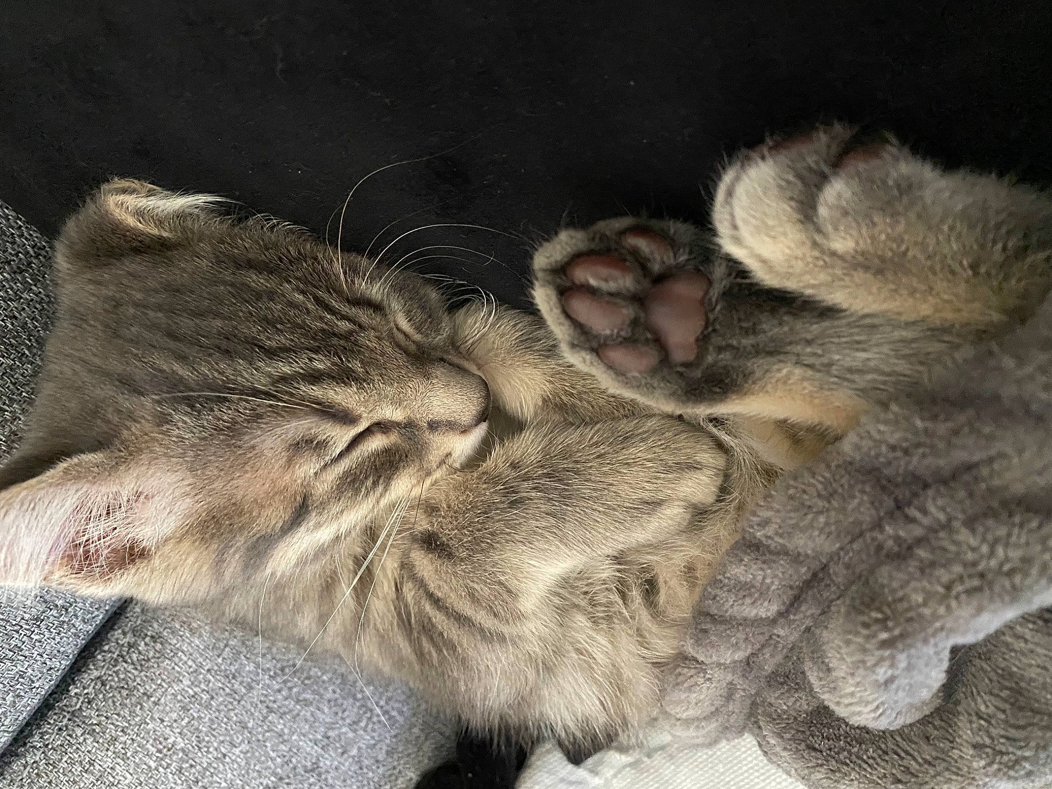 Simba a rejoint le concours — aidez-le/la à gagner de superbes lots ! art, carnivore, cat, claw, comfort, domestic_short_haired_cat, ear, felidae, foot, fur, gesture, nap, paw, sleep, small_to_medium_sized_cats, snout, tail, whiskers