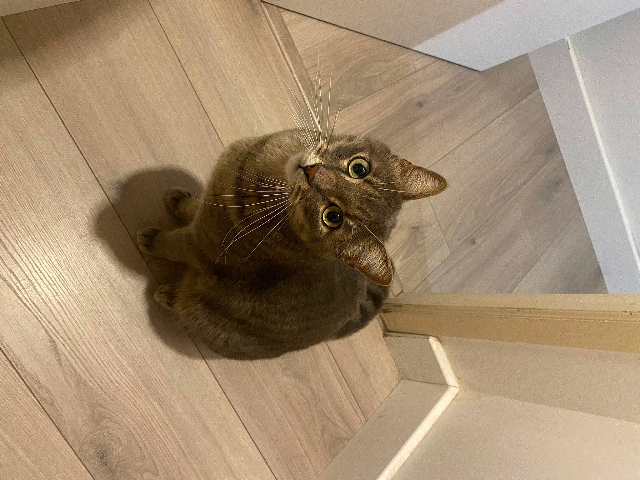 Simba a rejoint le concours — aidez-le/la à gagner de superbes lots ! art, beak, bird, cage, ceiling, felidae, flooring, hardwood, plank, plywood, room, sculpture, small_to_medium_sized_cats, tail, terrestrial_animal, varnish, whiskers, wing, wood, wood_stain