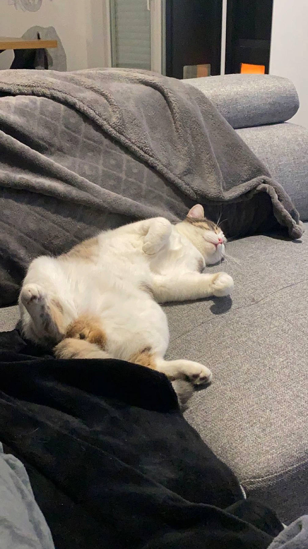 Poppy a rejoint le concours — aidez-le/la à gagner de superbes lots ! carnivore, cat, claw, comfort, companion_dog, couch, dog_breed, domestic_short_haired_cat, fawn, felidae, flooring, fur, grey, paw, room, small_to_medium_sized_cats, snout, tail, whiskers, wood