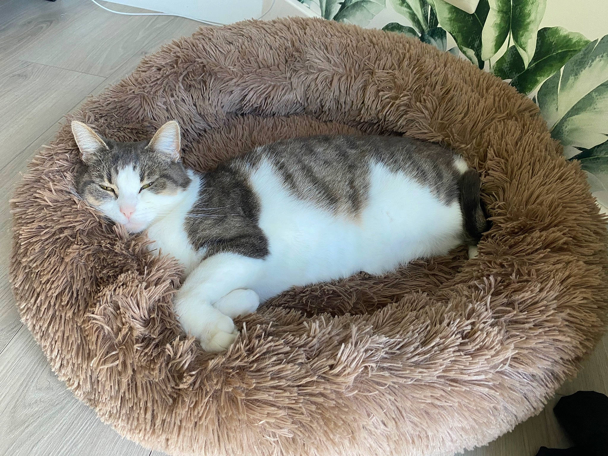 Poppy participe au concours pour gagner de l'argent avec cette photo : carnivore, cat, cat_bed, cat_supply, comfort, domestic_short_haired_cat, felidae, fur, grass, paw, plant, small_to_medium_sized_cats, snout, tail, terrestrial_animal, tree, whiskers
