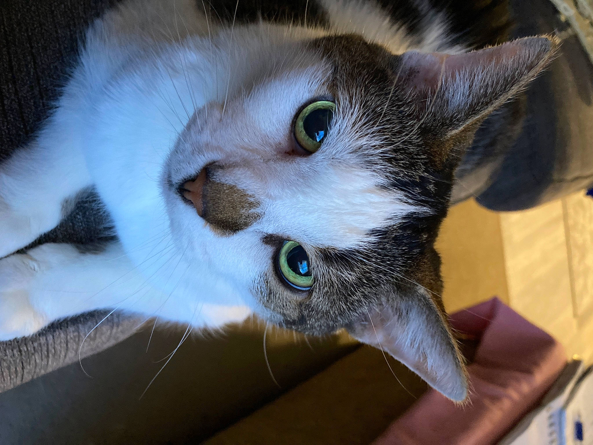 Dotty joined the competition — help win amazing prizes! carnivore, cat, domestic_short_haired_cat, door, ear, felidae, fur, iris, small_to_medium_sized_cats, snout, tail, whiskers