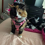 Jinx is registered to the contest to win money with this photo: kitten, cat, calico, pink_harness, bed, blanket, indoor, furniture, dressing_table, playful, pet, animal, cute, tongue_out, fur, whiskers, domestic_cat, cozy, soft_lighting, bedroom