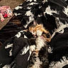 Jinx joined the competition — help win amazing prizes! kitten, sleeping, blanket, skull_pattern, black, white, fur, paw, carpet, door, plush_toy, pink, jigglypuff, room, cozy, nap, pet, indoor, cute, resting